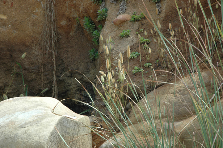 Moonstone Beach 030.jpg